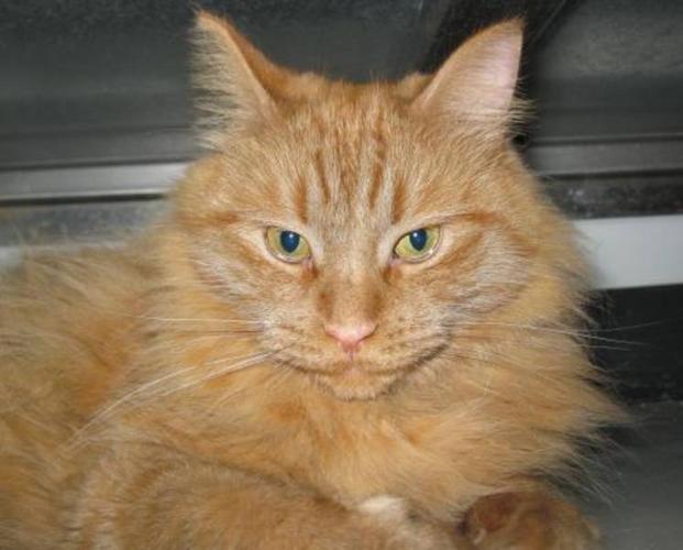 Adult Female Cat Domestic Long Hair orange "Thomasina" for sale in