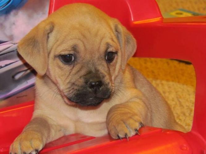 Jug Puppies for sale in Arthur, Ontario - Your pet for sale