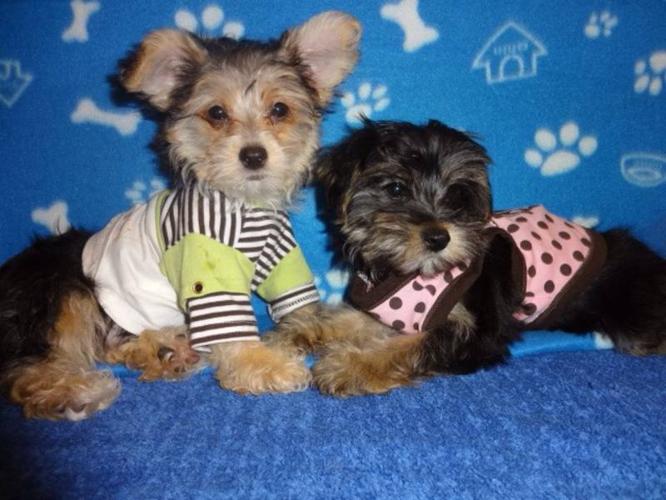 teacup yorkie poo puppies for sale in toronto