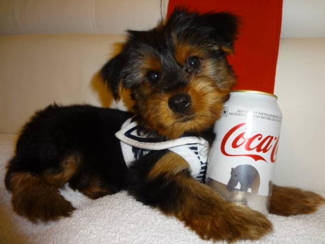 yorkie poo puppies for sale in scranton pa