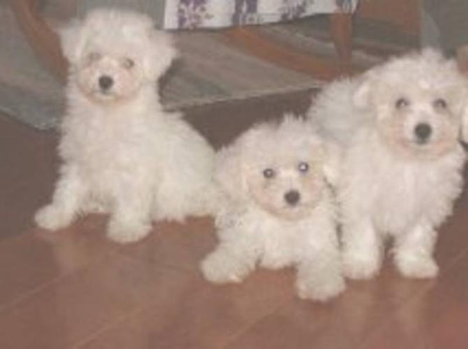 Bichon Frise Pups For Sale In Blenheim Ontario Your Pet For