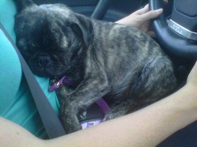 1 Year Old Brindle Pug Puppy For Sale
