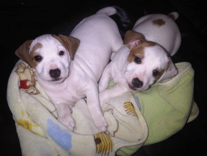 2 Male Jack Russell Terrier Puppies Left! Reduced $450 PureBred