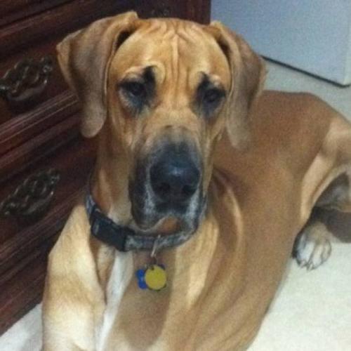2 year old great Dane looking for a new home