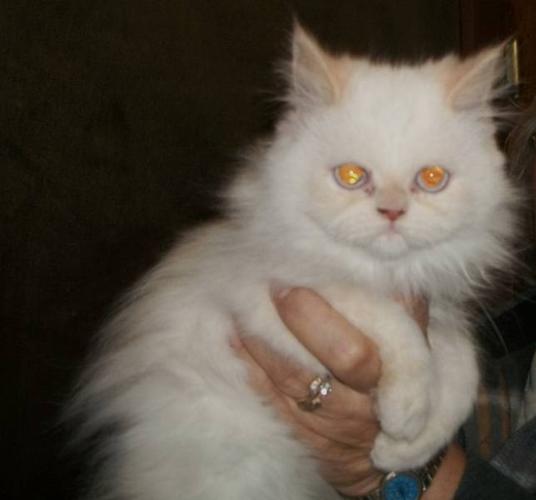 3 Flame Point, blue eyed Persian Kittens