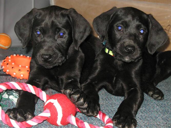 5 great dane / Lab pups ready to go!
