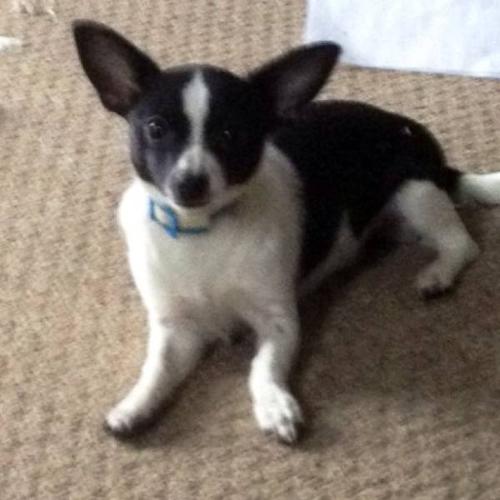 5 month old white and black female chihuahua