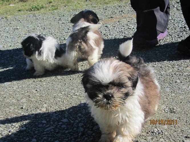 5 Shih Tzu Puppies For Sale In Port Alberni British Columbia Your Pet For Sale