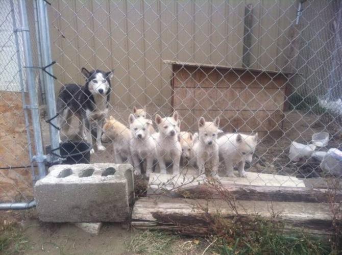 8 Pure Husky Puppies