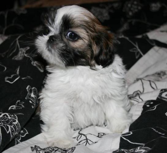 Adorable Purebred Shih tzu Puppy...Ready to Go To GOOD HOME ONLY