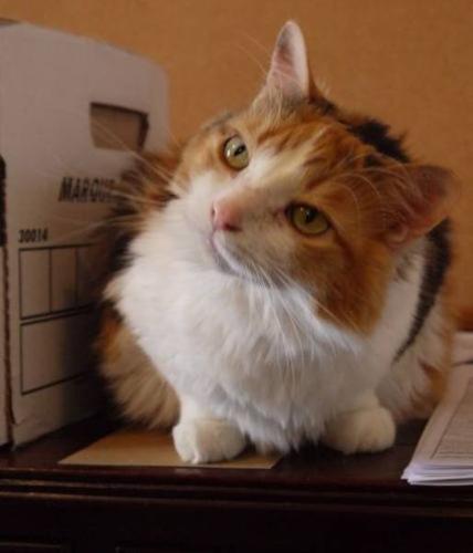 Adult Female Cat - Calico Domestic Medium Hair: 