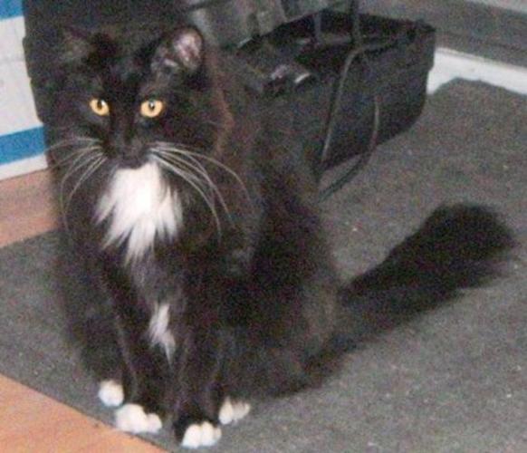 Adult Female Cat - Domestic Medium Hair-black and white: 