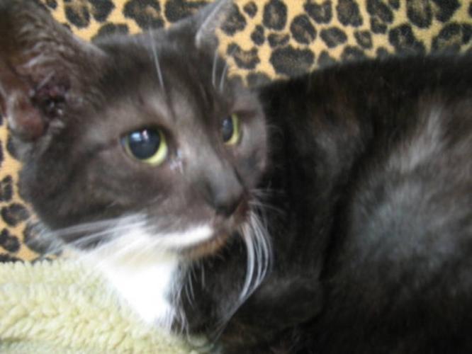 Adult Female Cat - Domestic Short Hair-gray: 