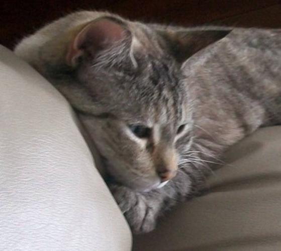 Adult Female Cat - Tabby - Grey Domestic Medium Hair: 