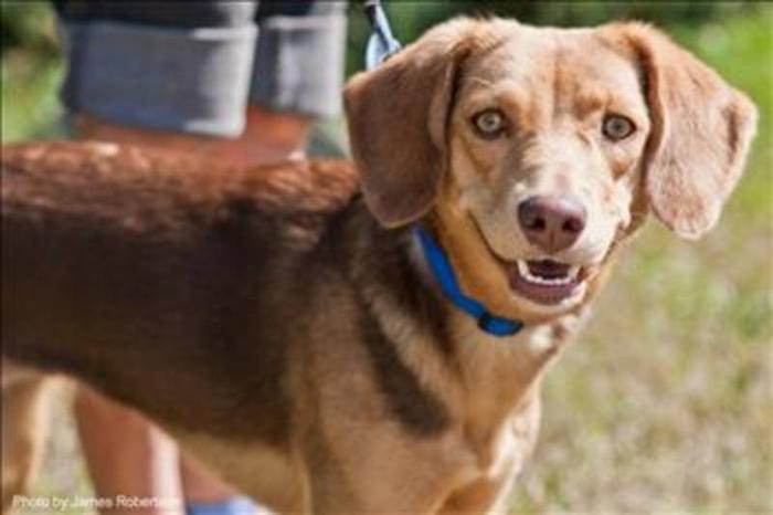 Adult Female Dog - Beagle: 