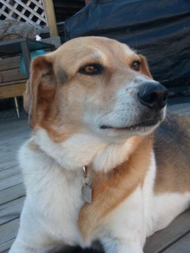 Adult Female Dog - Golden Retriever Beagle: 