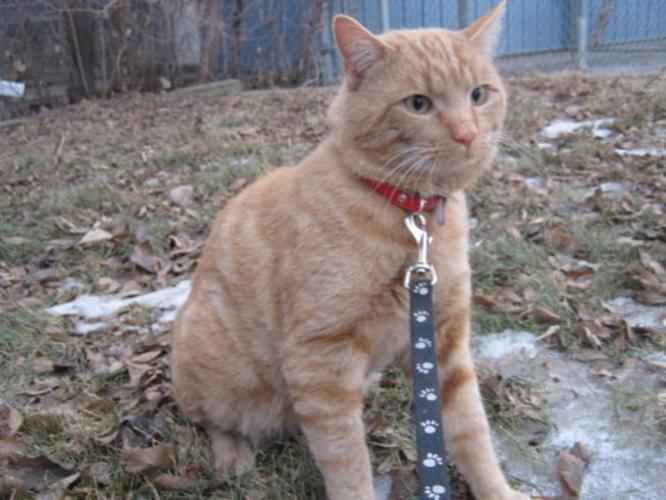 Adult Male Cat - Domestic Short Hair-orange Tabby - Orange