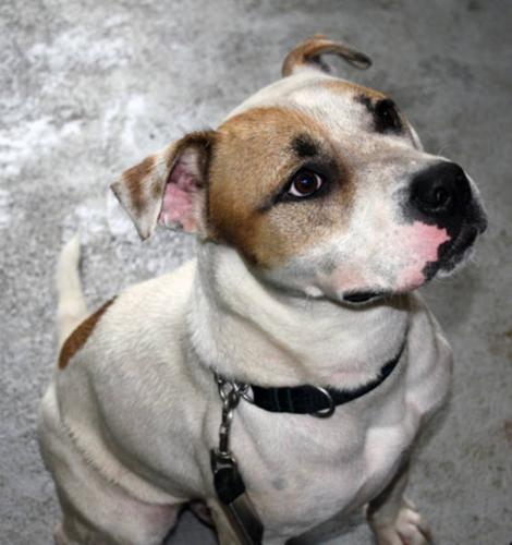 Adult Male Dog - American Bulldog American Staffordshire Terrier