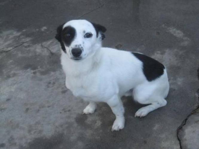 Adult Male Dog - Jack Russell Terrier: 