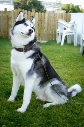 Adult Male Dog - Siberian Husky: 