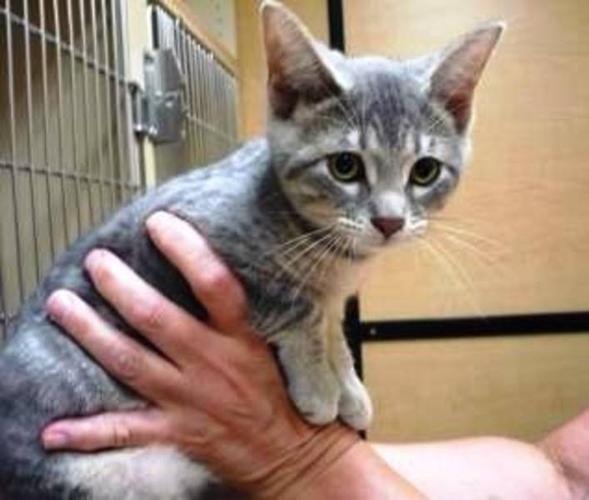 Baby Female Cat - Tabby - Grey: 