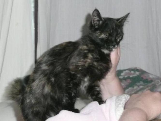 Baby Female Cat - Tortoiseshell: 