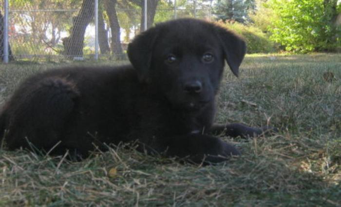 Baby Female Dog - Labrador Retriever: 