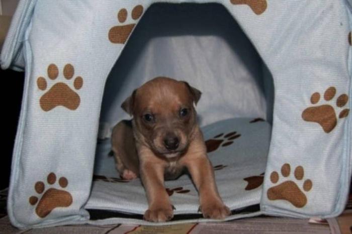 Baby Female Dog - Pit Bull Terrier Labrador Retriever: 