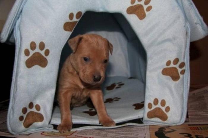 Baby Female Dog - Pit Bull Terrier Labrador Retriever: 