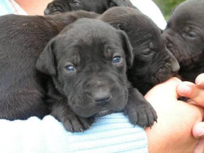 Baby Female Dog - Shar Pei Labrador Retriever: 