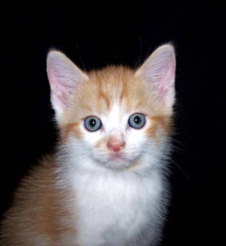 Baby Male Cat - Domestic Short Hair - orange and white