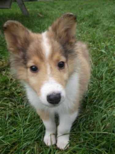 Baby Male Dog - Collie: 