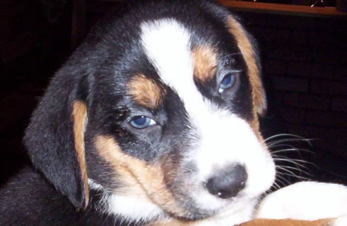 Beagle x puppies