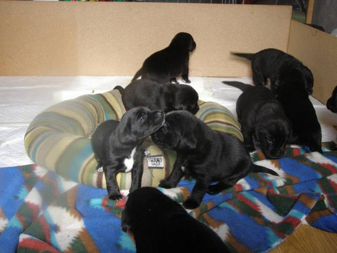 Beagle/Lab Pups Ready November 6/2011