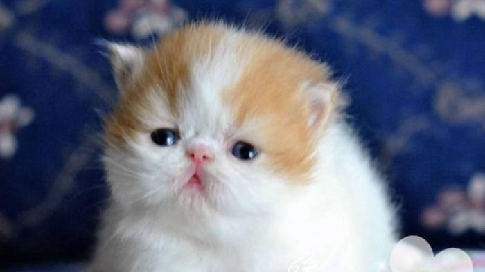 Beatiful persian kittens, ready to go. REG CFA perfect gift idea