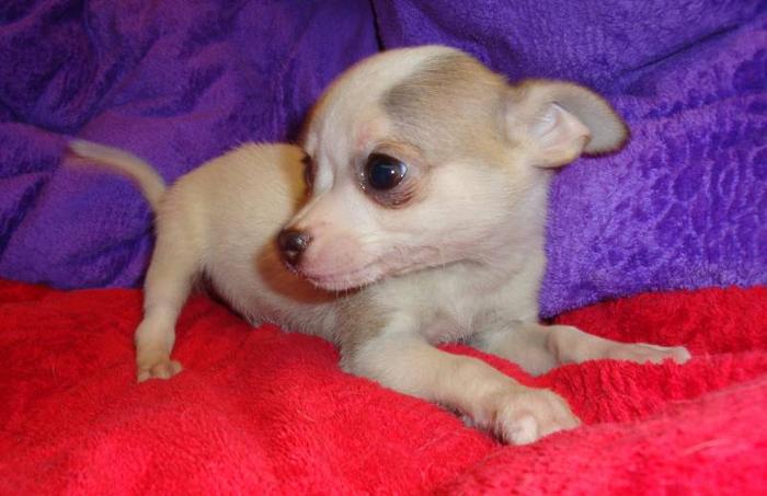 Beautiful Teacup Applehead Chihuahuas for sale in