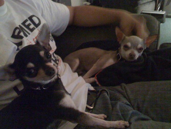 Beautiful, Tiny and Adorable Chihuahua Brother and Sister