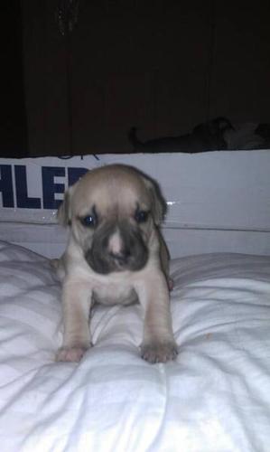Beauty Puppies for sale to GOOD homes