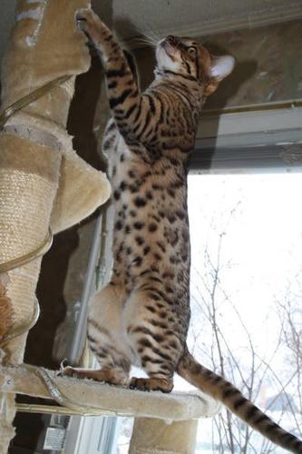 Bengal Asian Leopard Cat for sale