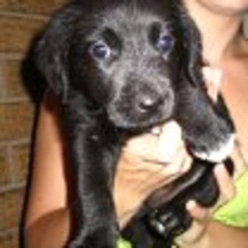Black lab Mix Puppies, ready to go!