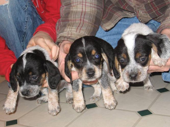 Bluetick Beagle Pups