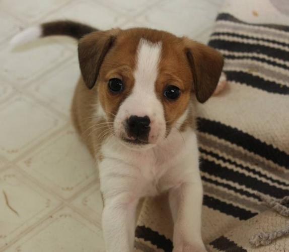 Boglen Terrier for sale in Vanderhoof, British Columbia - Your pet for sale