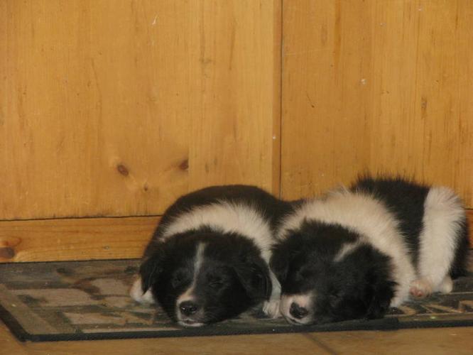 kijiji border collie puppies