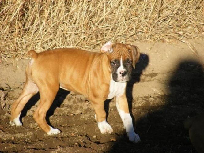 Boxer Puppies-Priced to Sell