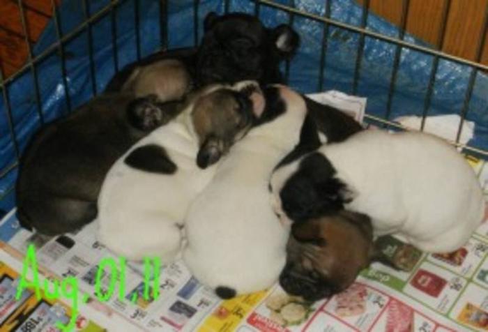 Champion Lined CKC Registered French Bulldog Puppies!!