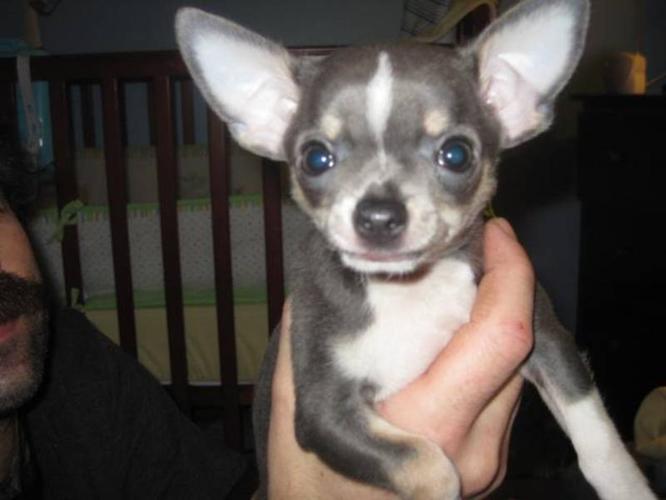 Chihuahua puppies for sale in Cambridge, Ontario Your