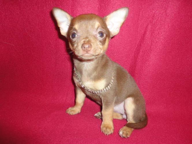 ***Christmas Chihuahua Cutie***