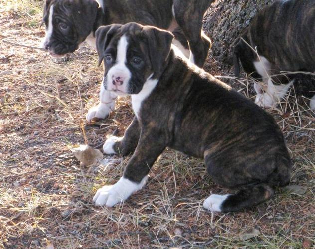 *Christmas Sale on 2 Purebred Female Boxers*