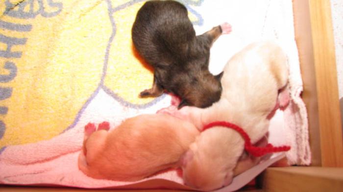 CKC Havanese Puppies (Females)