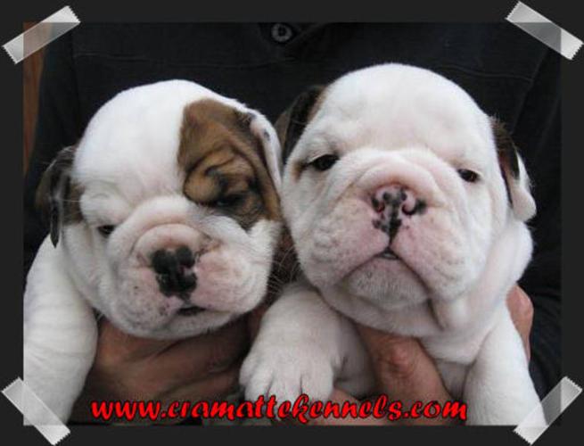 CKC Registered English Bulldog Puppies (604) 826 6878